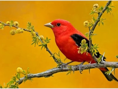 Passarinho_Dança_das_Cadeiras_Valorize