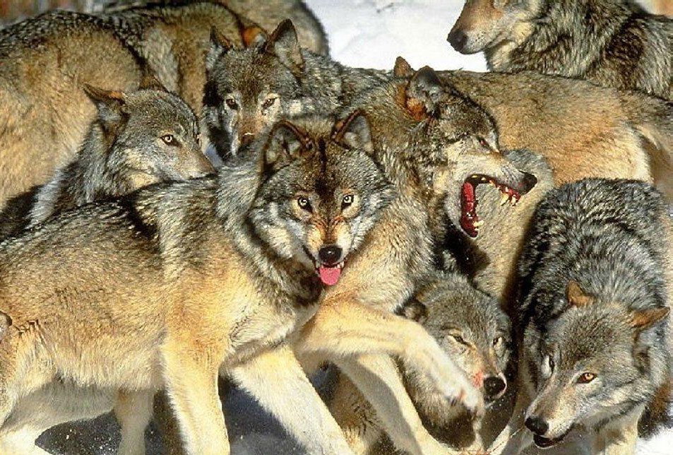 Aprendendo com os lobos