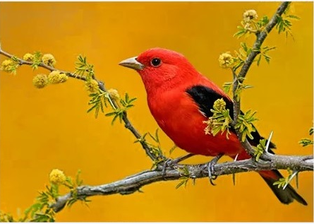 Passarinho_Dança_das_Cadeiras_Valorize